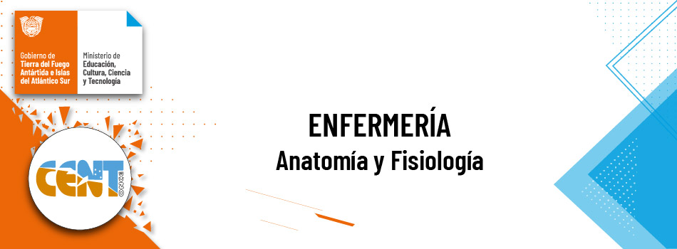 Anatomía y Fisiología (T.S. Enfermería) comisión A