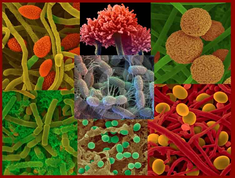 Microbiología COMISION A (enfermería)